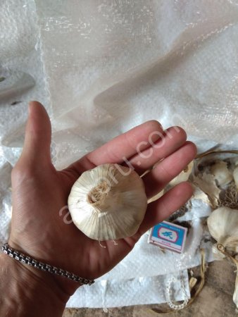 Озимый Чеснок!