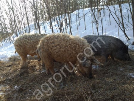 Поросята Венгерская пуховая Мангалица