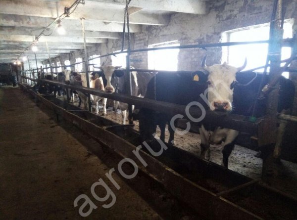 Дойные коровы