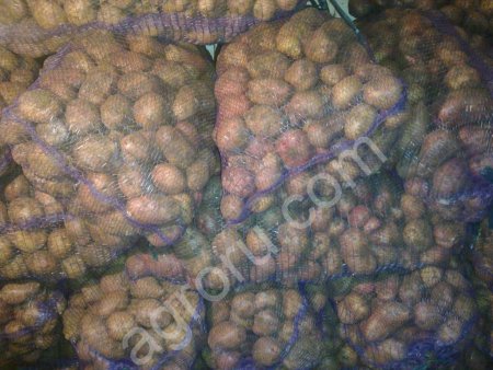 картофеля оптом