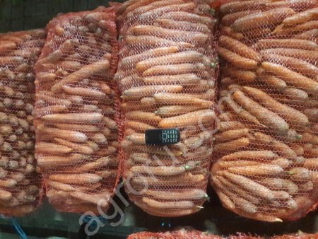 Морковь оптом