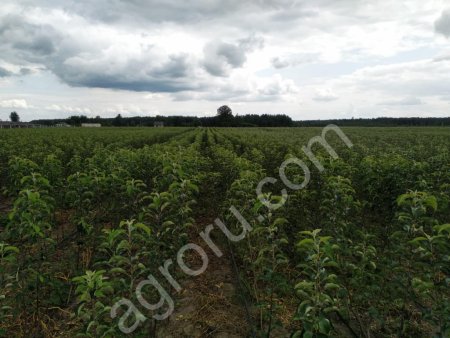 Саженцы яблонь