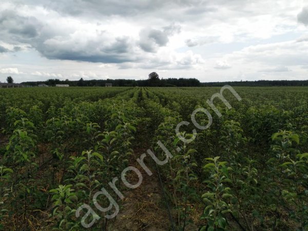 Саженцы яблонь