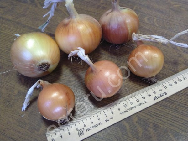 ЛУК репчатый (урожай 2018 г.)