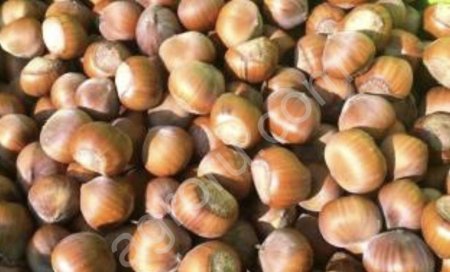 Фундук- лещина