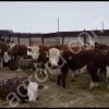 племенные телки казахской белоголовой породы