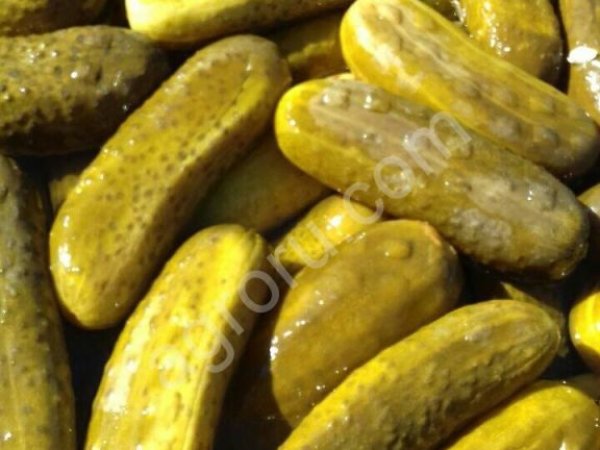 Огурцы солёные