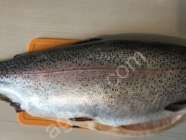 Форель потрошенная без головы, Premium, (2,8-4,0 кг), 1/25