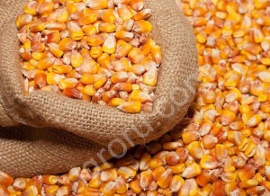 Зерно кукурузы и подсолнечника