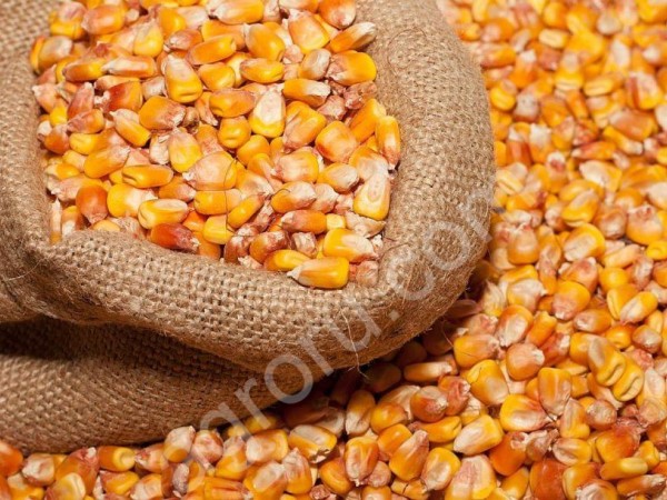 Зерно кукурузы и подсолнечника