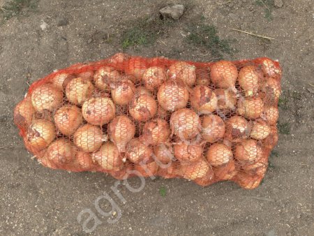 Лук репчатый оптом от производителя