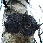 Чага берёзовая