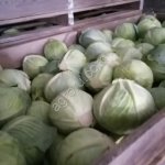 Капуста белокочанная