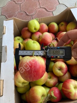 яблоки сорт Санрайс (урожай 2021)
