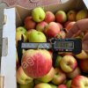 яблоки сорт Санрайс (урожай 2021)