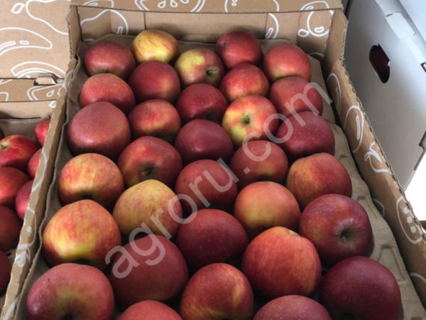 Яблоки летнего периода созревания