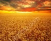Пшеница насыпью