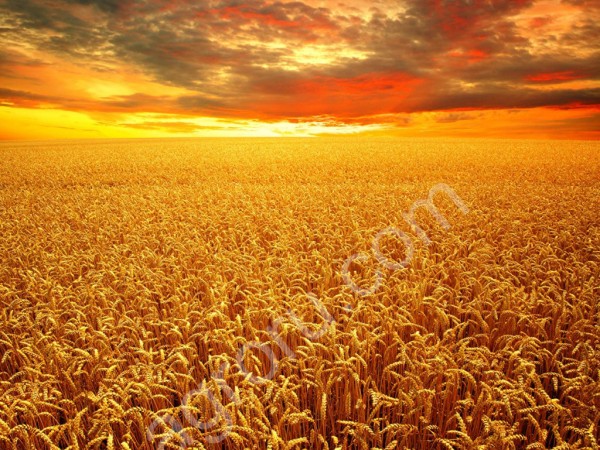 Пшеница насыпью