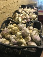 <strong>Чеснок</strong>