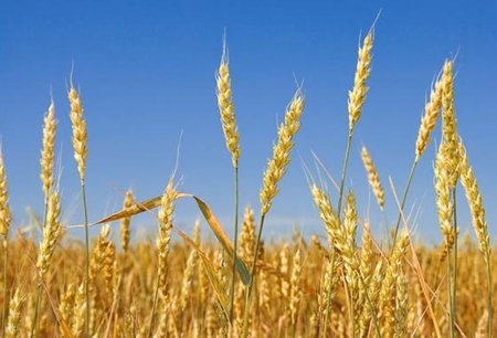 Урожай перекупщика. Почему отличный результат не гарантирует доход фермеру?