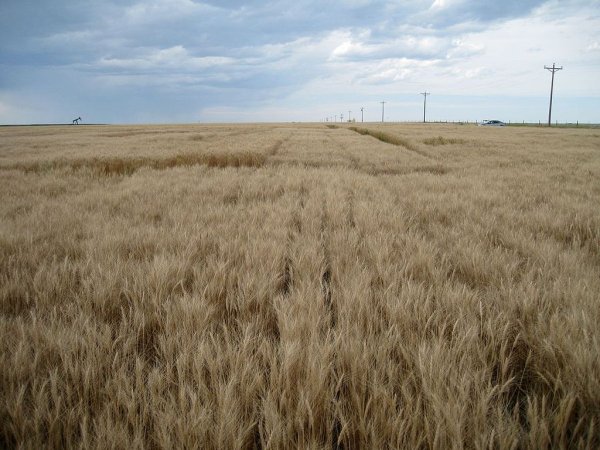 Нижегородским аграриям компенсируют затраты на удобрения