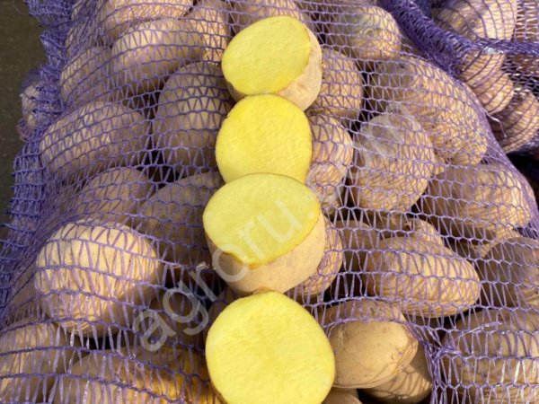 картофель оптом