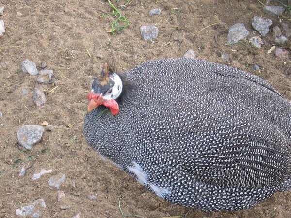 Цесарки - лучшие из лучших.