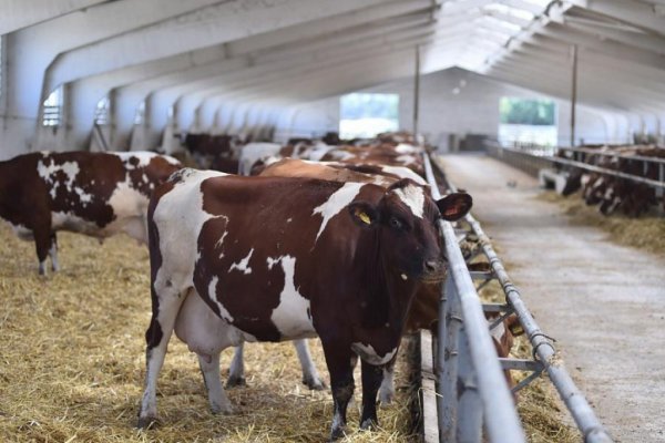 Краткий обзор рынка молока