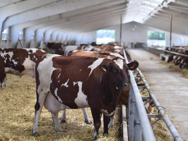 Краткий обзор рынка молока