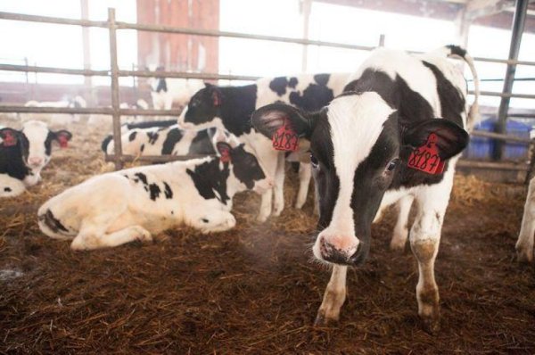 Власти Литвы выделят молочному сектору €13,3 млн компенсации за продэмбарго РФ