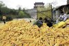 Китай сокращает импорт кукурузы