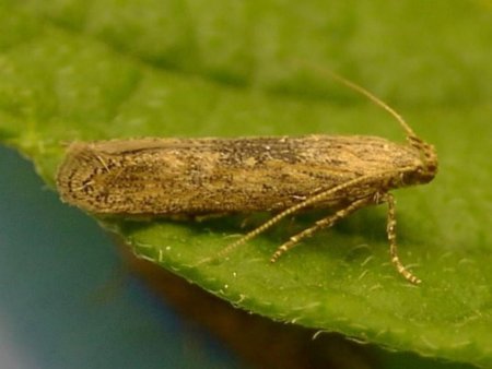 Более 10,5 тонн салата возвращено поставщику