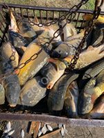 Живая рыба карп опт