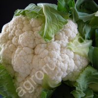 Цветная капуста