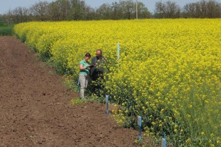 Псковские аграрии завершили уборку рапса