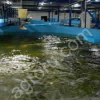 Узв оборудование для производства рыбы узв