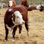 телок казахской -белоголовой породы