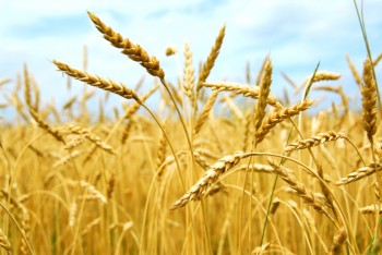 Бангладеш: самая низкая цена тендера по закупке пшеницы