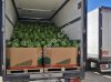Арбуз оптом Hollar Узбекистан  доставка по РФ
