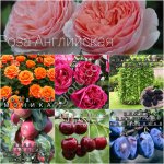 Саженцы роз ОКС и ЗКС