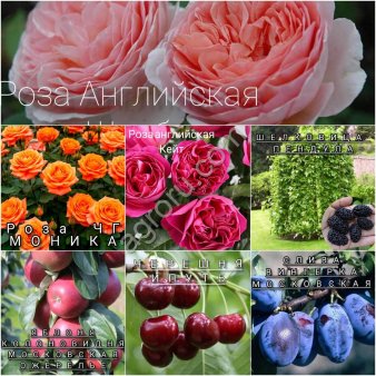 Саженцы роз ОКС и ЗКС