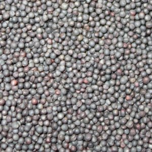 Семена ярового рапса Фаворит