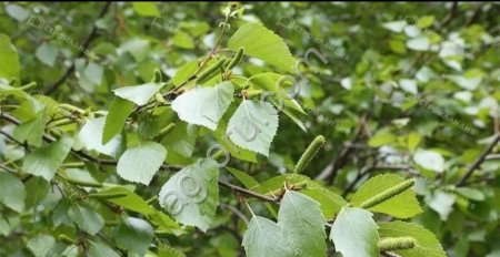 Саженцы березы: пушистая (Вetula pubesсеns) и Крылова (Веtulа krylovii)