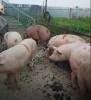 Поросята. Свиньи, Свиноматки (оптом)