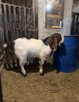 Козел к продаже 50% Камори, 50% битал