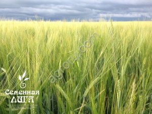 Семена ярового ячменя