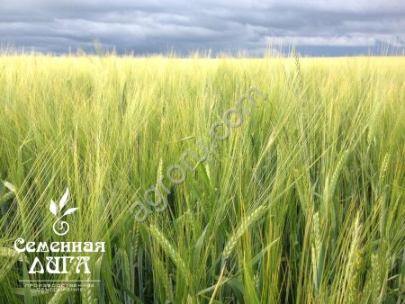 Семена ярового ячменя