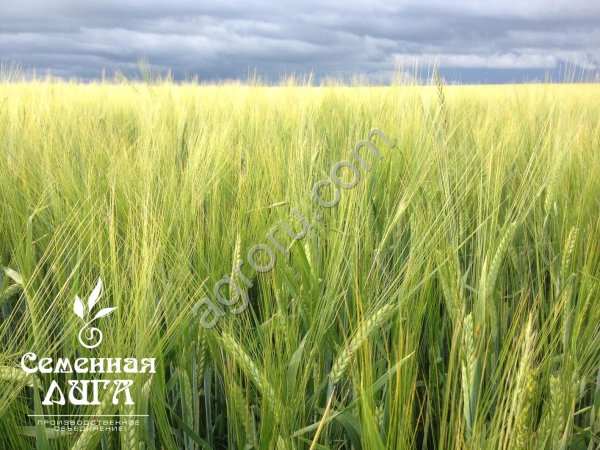 Семена ярового ячменя