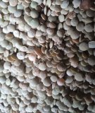 Чечевица в Биг-Бегах