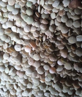 Чечевица в Биг-Бегах